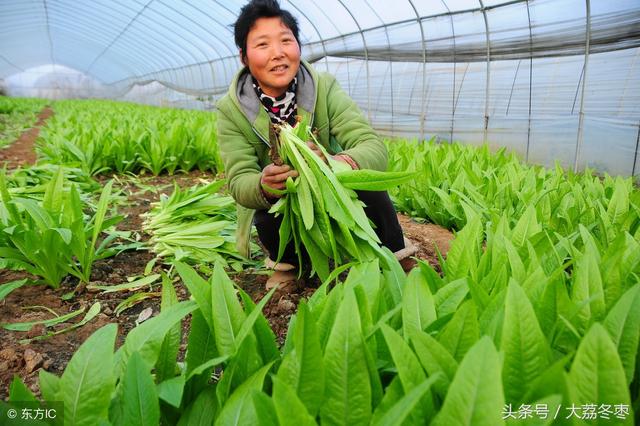 蔬菜种植类——油麦菜的种植方法