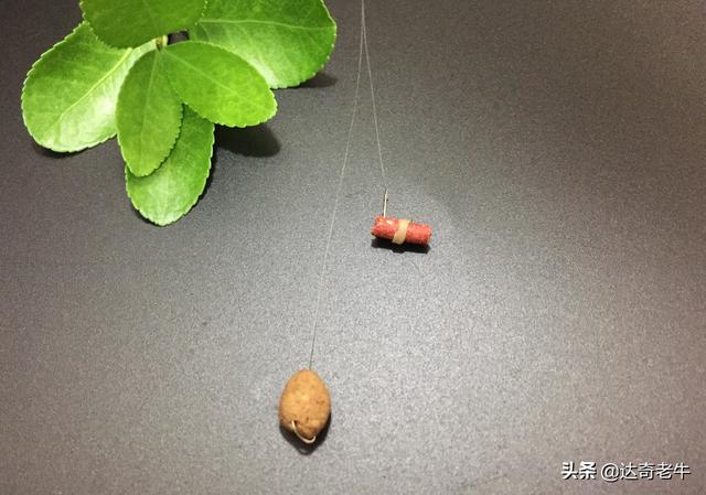 红虫蚯蚓颗粒怎么用？池钓大鲫鱼有学问，不是简单挂钩就能上鱼