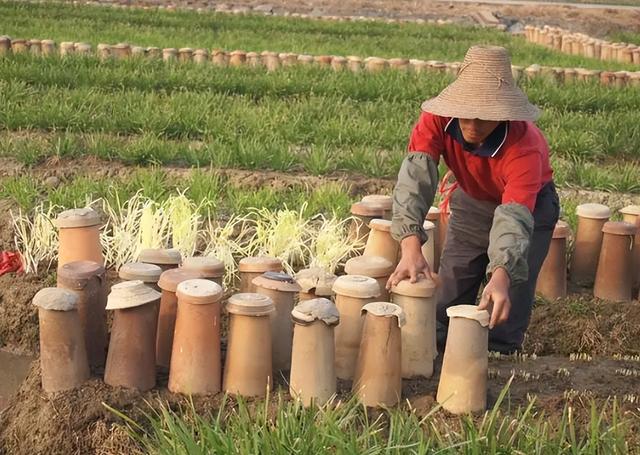 韭黄是韭菜吗？只在黑暗中生长，种植3年才能收获，越冷越值钱