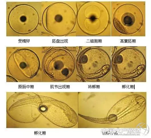 南鱼北养，石斑鱼养殖在北方渐成产业