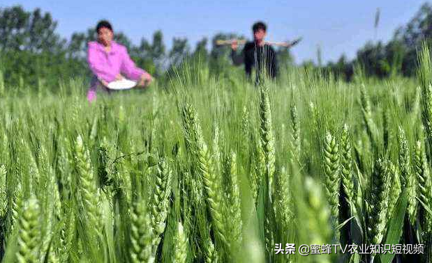 小麦种植经验：小麦的正确管理，助你年年高产