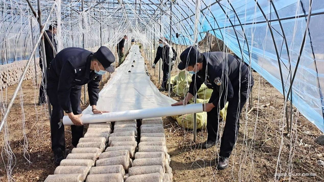 十二道沟镇中和村：黑木耳大棚春种忙