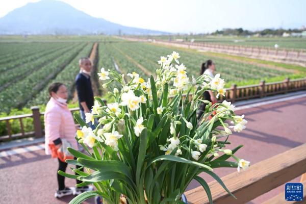 漳州“三花”香飘海外