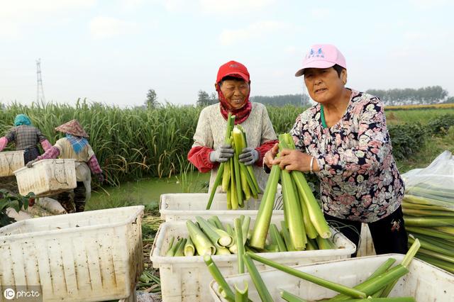 茭白栽植容易高产难，掌握以下几点高质又高产