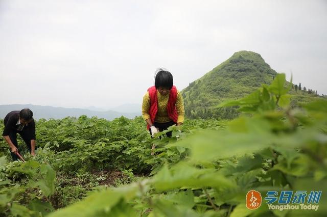 新田：种植构树开启“生态猪”养殖模式