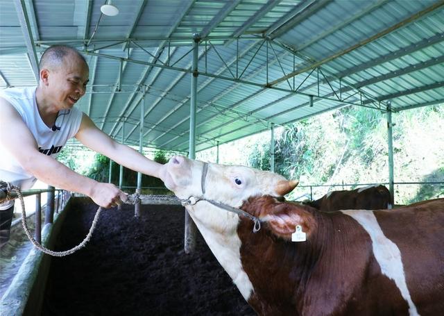 贵州剑河：小制剂大用处 “牛”科技助力牛经济