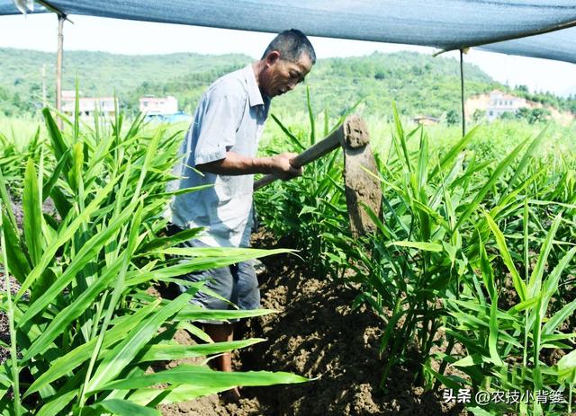 生姜培土高产优收：何时培土？培几次土？培多深？培土有技巧吗？