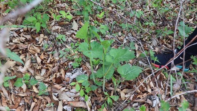 东北农村大山上都有哪些野菜？你认识几种？蒸2锅包子吃不够