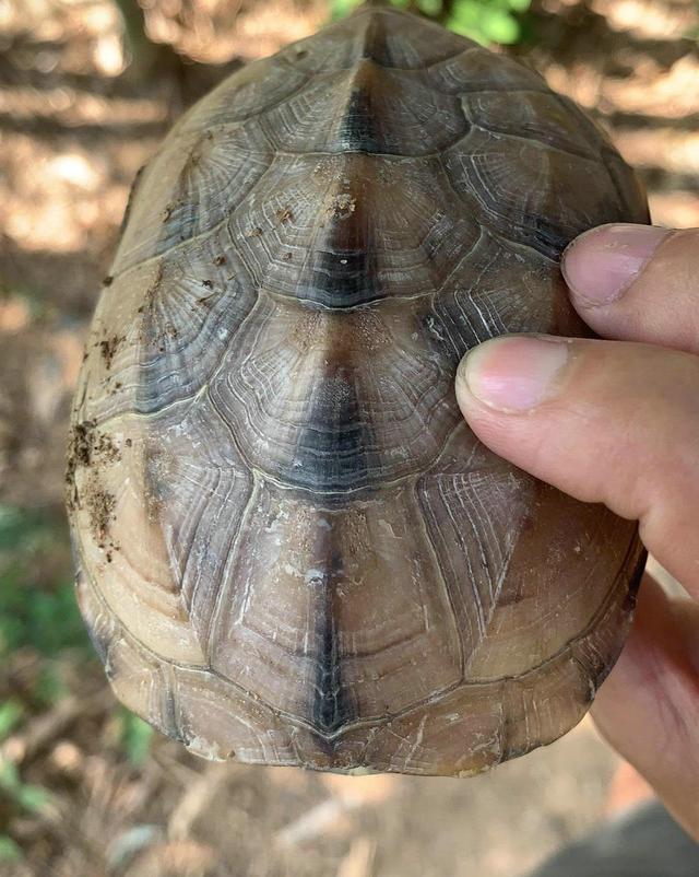 陆龟？广州一小山上乌龟乱爬，路过的钓鱼人：捡了好多