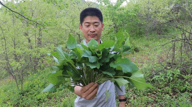 东北农村大山上都有哪些野菜？你认识几种？蒸2锅包子吃不够