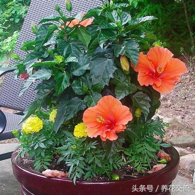 花朵火红的10种盆栽花卉，养在室内也是完全没问题