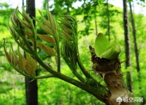 农民致富增收的好项目，发展林下经济退耕还林地栽植刺嫩芽