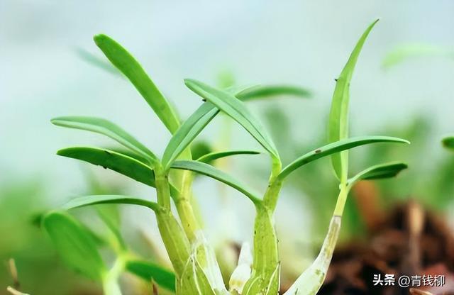 想在高海拔成功种植霍山石斛？这里有规范化有机技术！