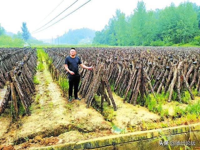 随县洪山镇爱国爱民种养殖专业合作社负责人胡定勇：小香菇托起致富梦