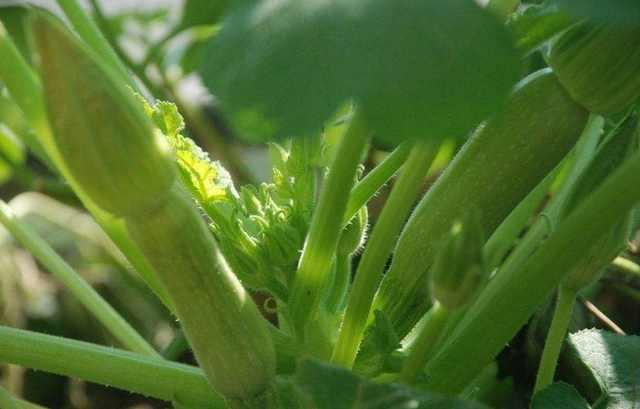 找个泡沫箱，撒点蔬菜种，生根发芽，2个月枝头挂满西葫芦