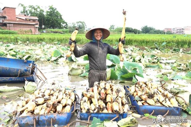 港南区桥圩镇：双季藕喜获丰收