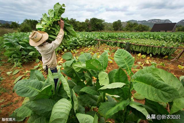 烤烟种植如何提高产量呢？这里有答案了，农户一起学学吧