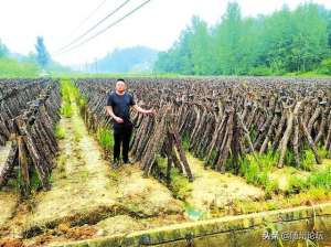 随州养殖(随县洪山镇爱国爱民种养殖专业合作社负责人胡定勇：小香菇托起致富梦)