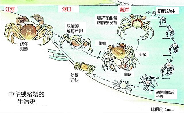 青背白肚、金爪黄毛，高品质河蟹是如何养殖的？一篇文章告诉你