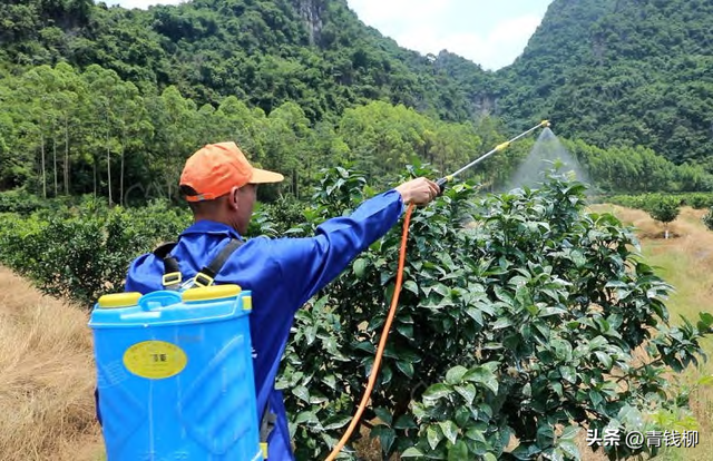 深入研究柑橘种植技术与管理策略，提升产量效益