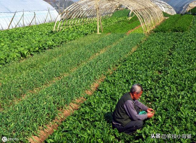  菠菜四季都可种植，掌握好这些播种管理要点，高产优收少不了