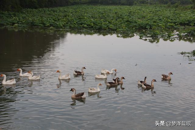 云梦秦园生态养殖家庭农场生态宜人