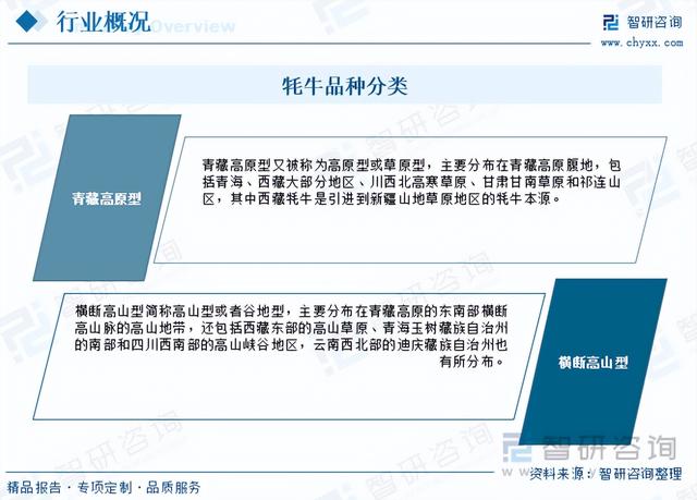 一文浅析2023年中国牦牛养殖现状、优势养殖区域及未来发展前景