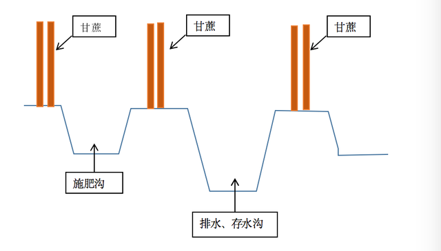 甘蔗种植注意这四点管理细节，轻松解决甘蔗不够高、不够粗的难题