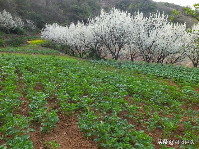 湖北宜昌：李花映高楼，一棵高约5米的李树成农家庭院“守护神”