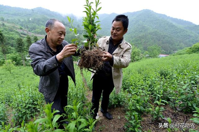 北苍术投资种植收益评估分析 收益价格较为平稳