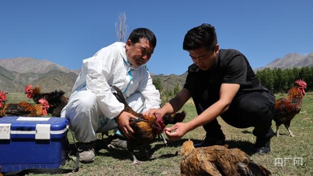 乡村“新”事丨生态散养鸡带动村民走上致富路