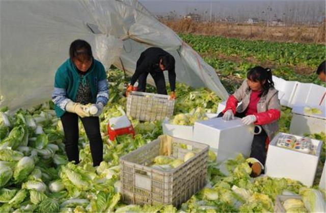 营养丰富的娃娃菜露地栽培技术，掌握下面几点，能提高产量和质量