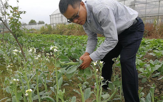 丰富市民菜篮子 绍兴引进这些蔬菜新品种