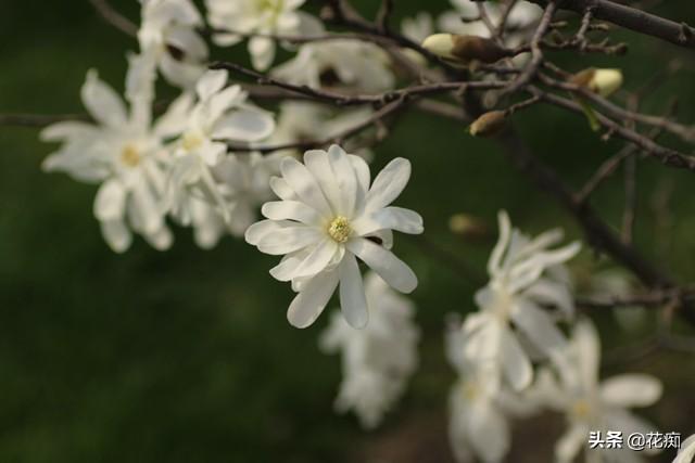 庭院种棵星花玉兰，花开满树，犹如繁星点点，特别美