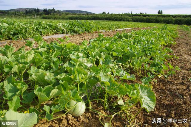 苏甜四号甜瓜春季提早栽培技术要点，农民务必清楚