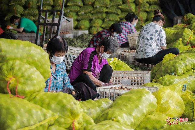 核桃种植助增收