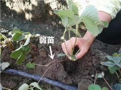 草莓管理大全！定植、缓苗、除草、肥水、补苗……12个技术分享