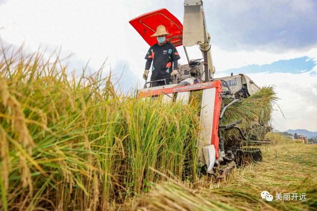 稻香飘田野 ~开远南方旱地水稻丰收！