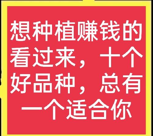 十个高收益种植项目，想赚钱的别错过，建议收藏