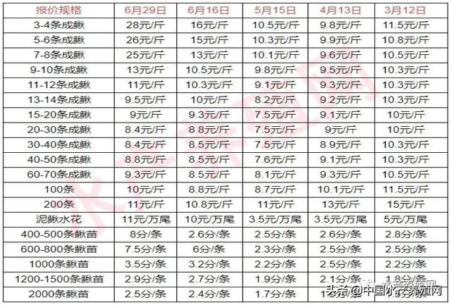 一天一个价！两周涨12元，大泥鳅冲击30元！泥鳅苗供不应求