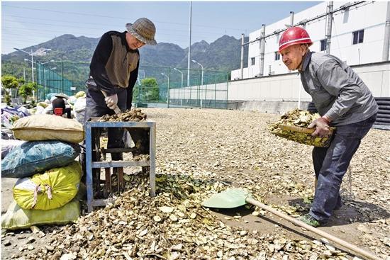 姜黄种植面积激增 价格遭遇“滑铁卢” 乐清“姜农”探索深加工谋发展