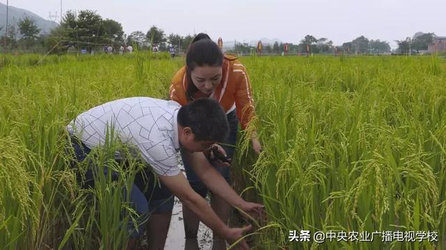 【农广天地】稻花香 鱼儿肥