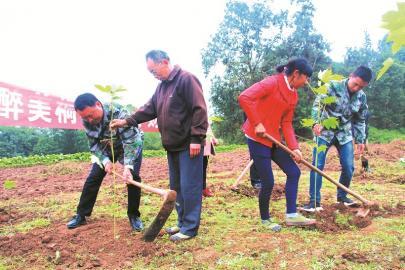 冬季栽油桐 注意技术要点