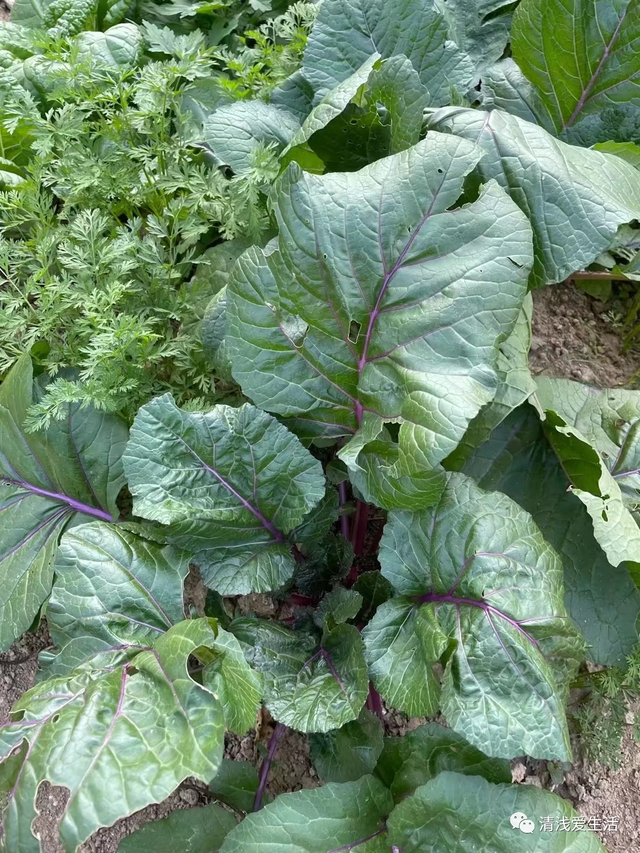 家庭种植红菜苔，导致红菜苔不抽菜薹的原因