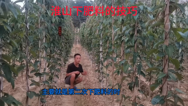 淮山种植和管理的技术和方法——一次性下足肥料的方法