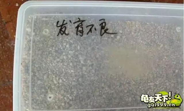 龟产蛋到孵化实录从新手入门到精通