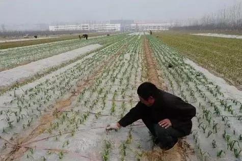 原以为种大蒜很简单，没想到却错多年！12个技术要点知道吗？