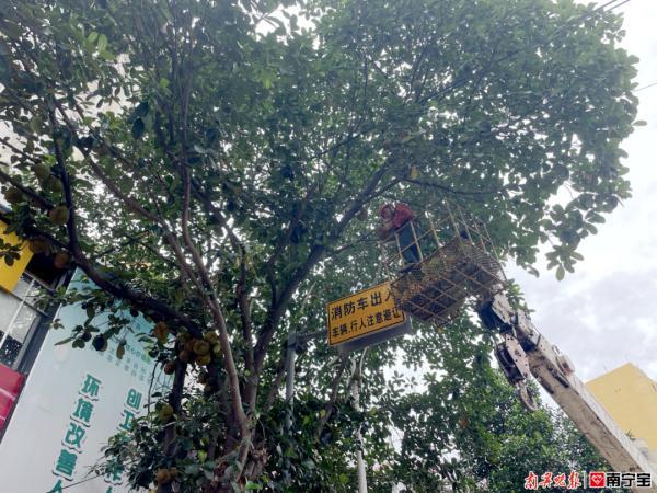 南宁人请注意！这些果，不建议采摘食用