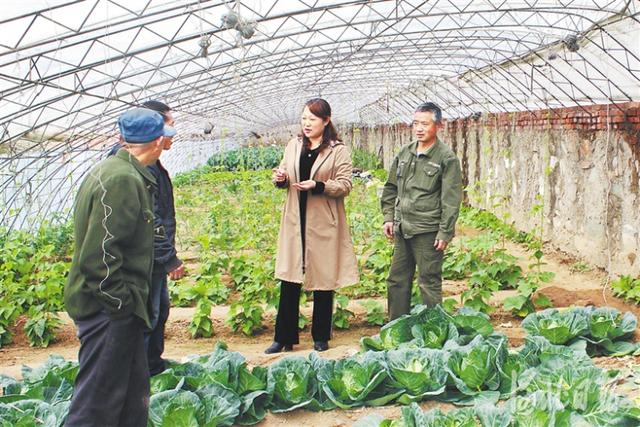 山海关忠伟蔬菜专业合作社绿色种植技术富了菜农