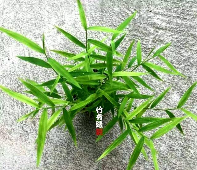 《姬翠竹养植宝典》你的竹子有救了！